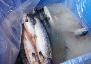 galeria2_0003_Vector20Smart20Object